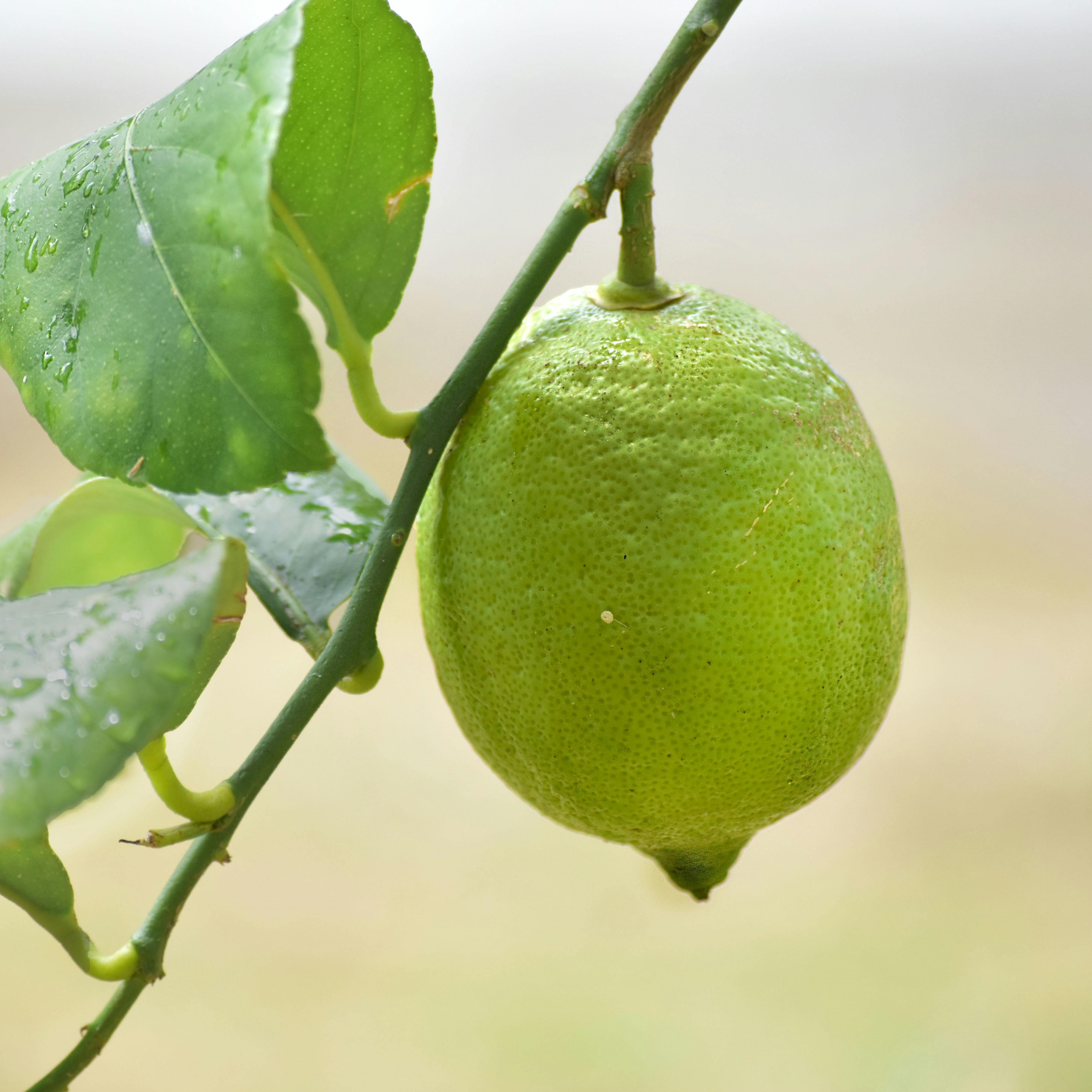 Kolkata Pati Lebu (Kolkata Pati Lemon) Live Plant (Citrus Limon)